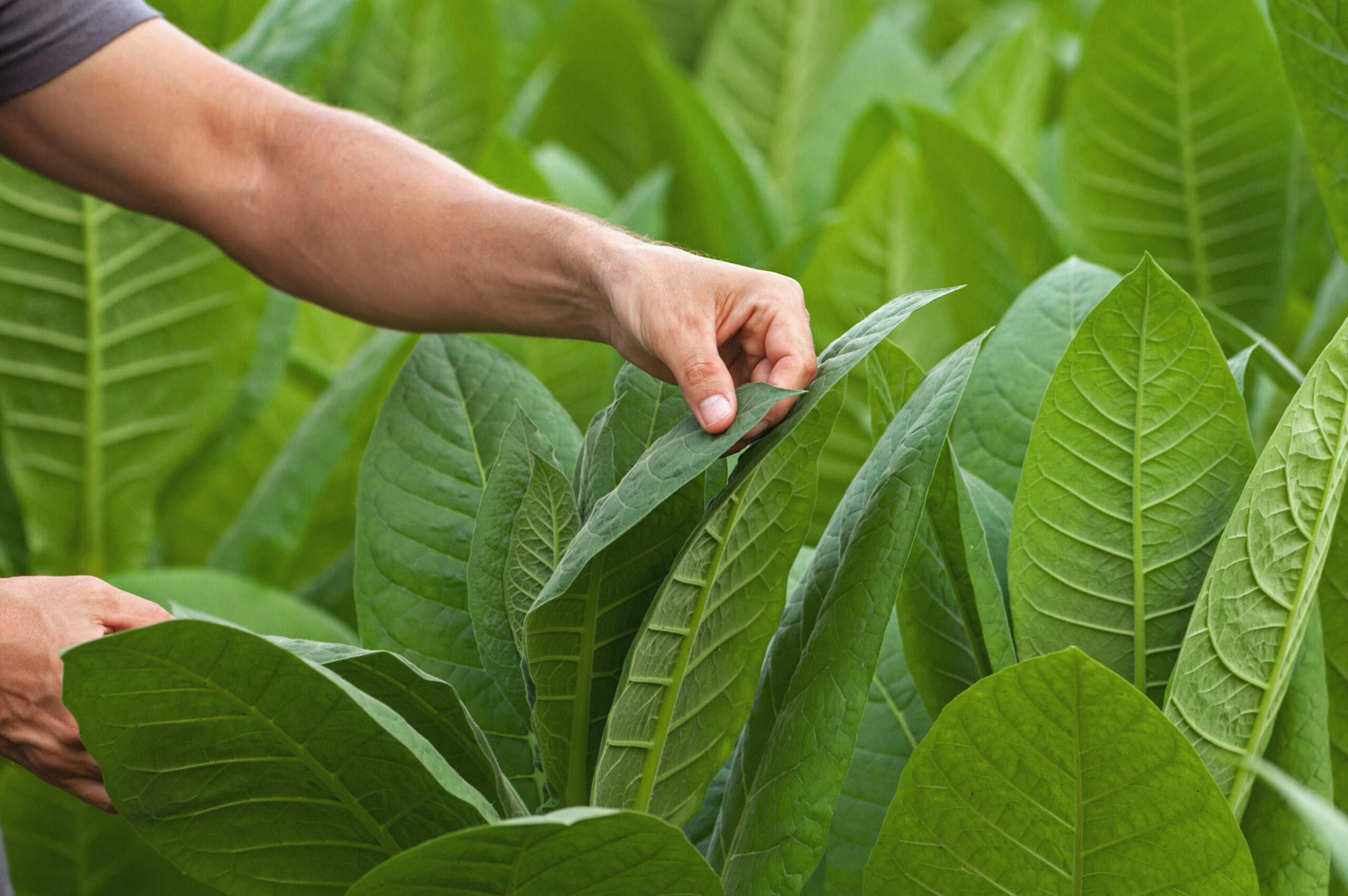 Hand-selecting premium tobacco leaves at harvest