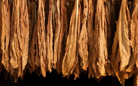 The Language of Leaf: Tobacco Grades